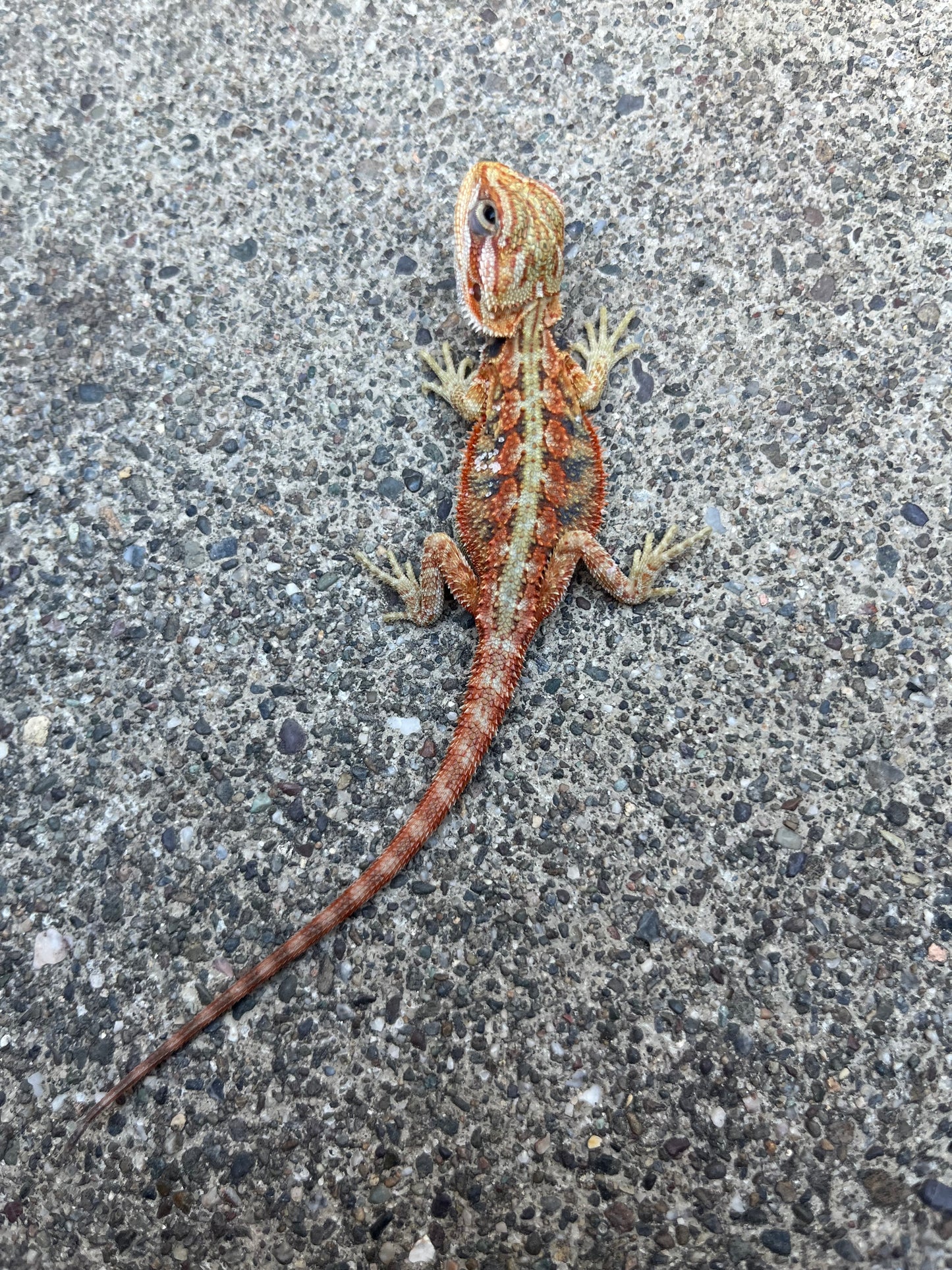 Hypo/Translucent Citrus Flame Blue Bar Male