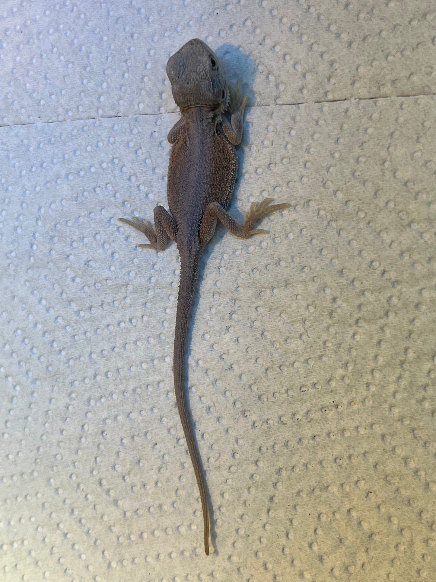 Hypo pastel Wits male