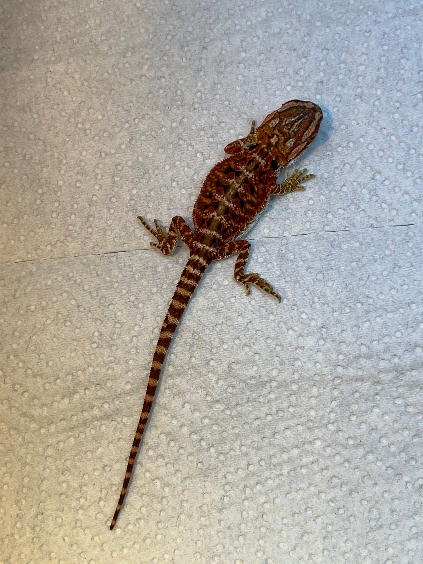 Redline Female