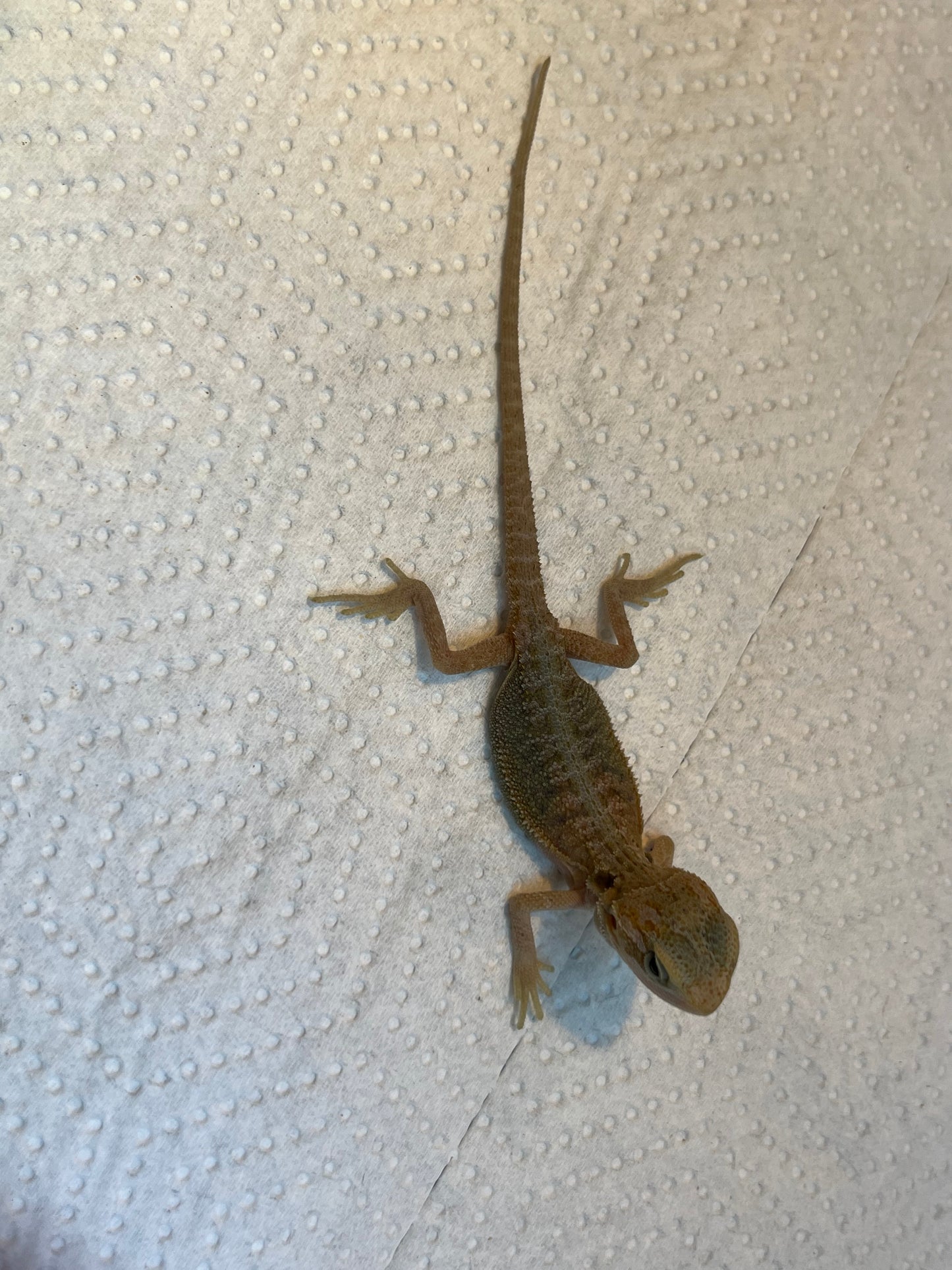 Polar Hypo Trans Female