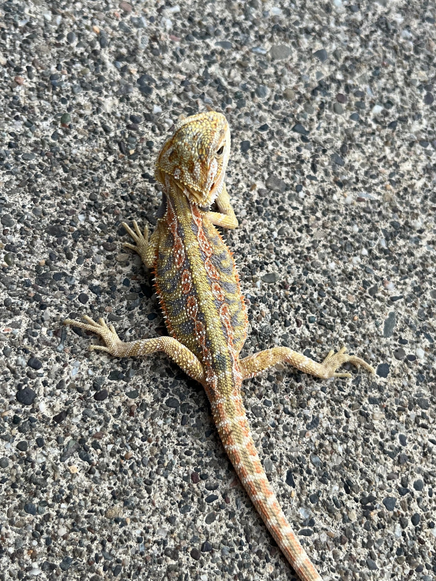 Hypo Citrus Flame Blue Bar Male