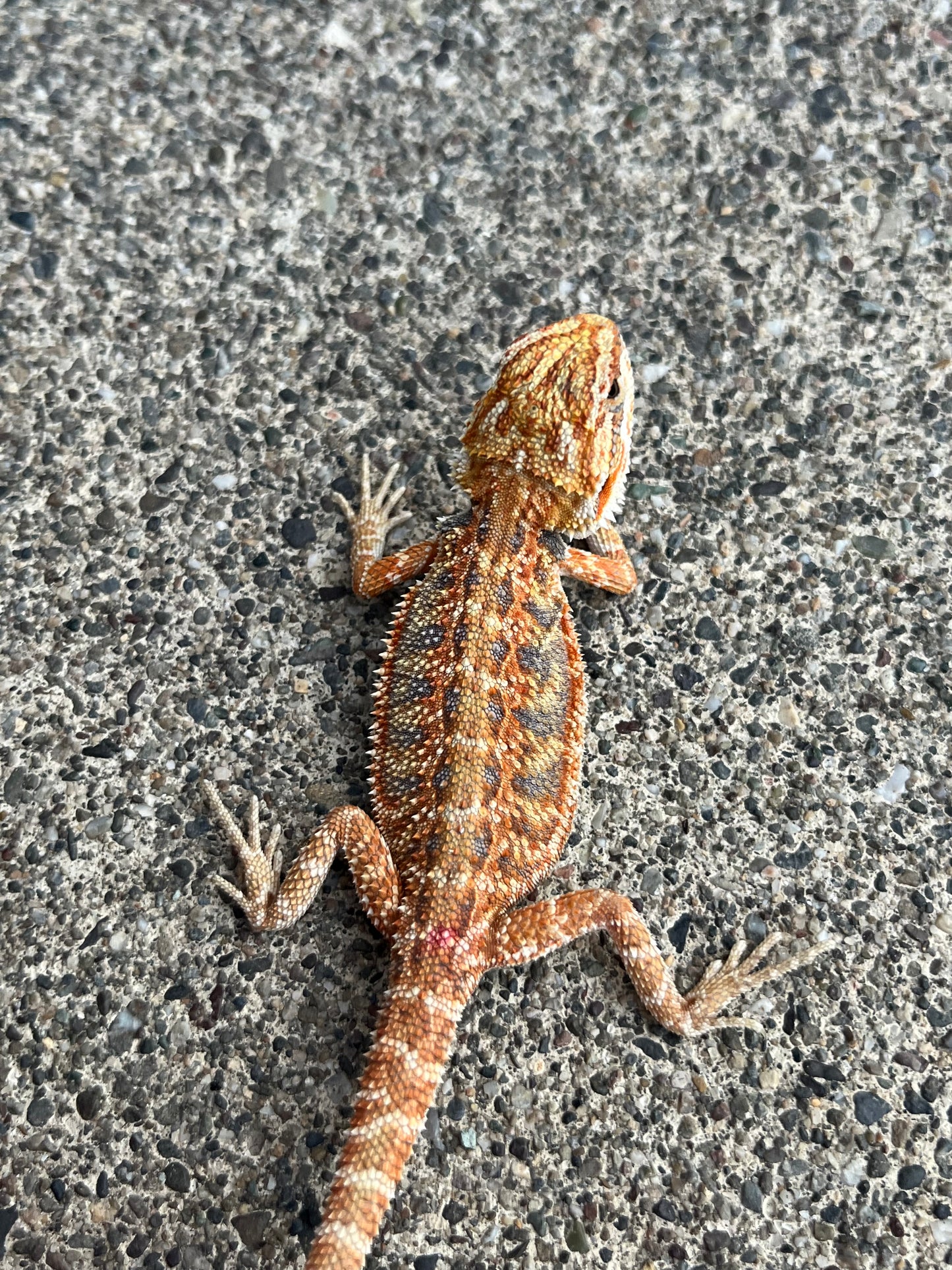 Hypo Blue Bar Citrus Flame Female