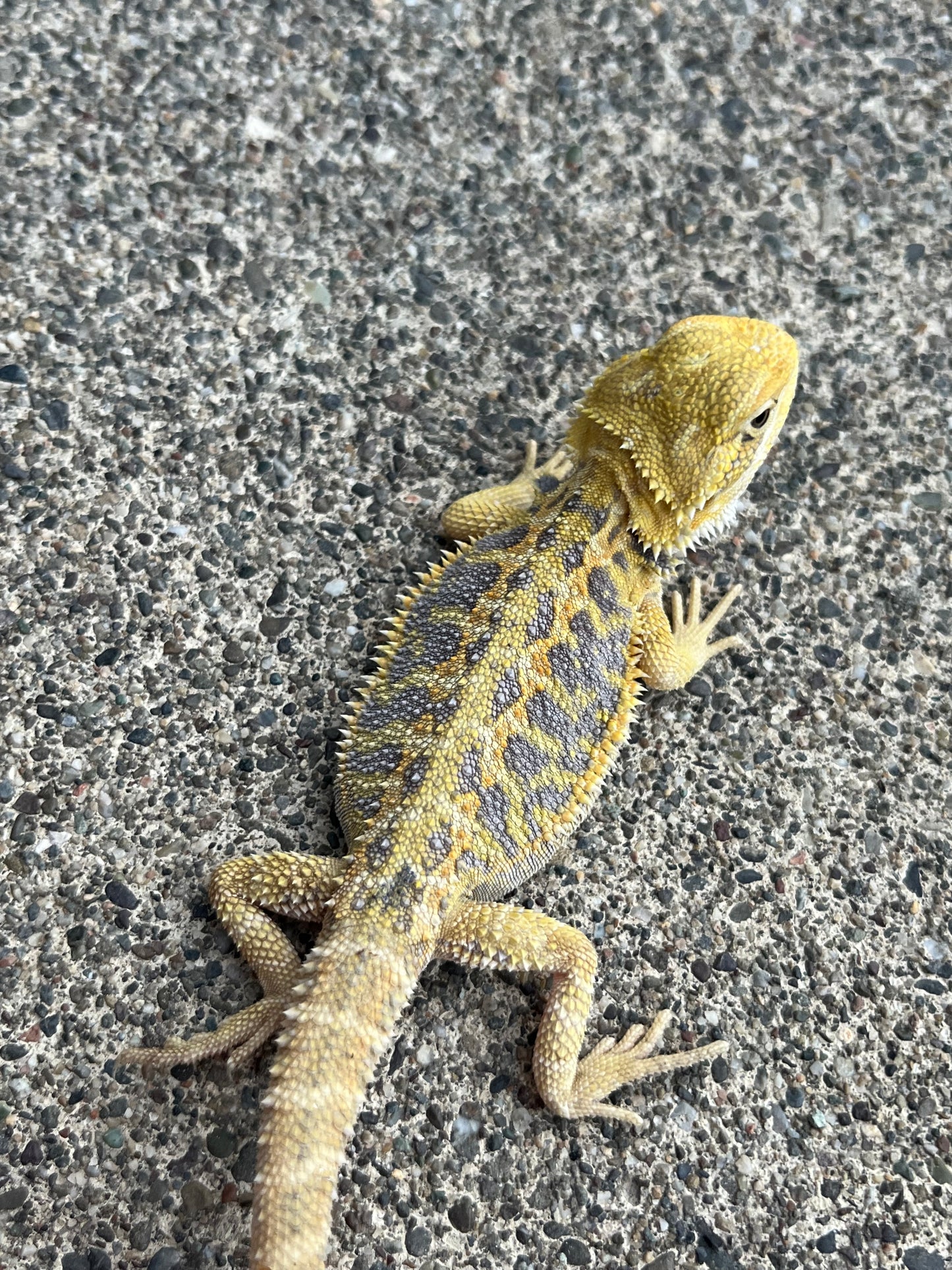 Hypo Citrus Blue Bar Male