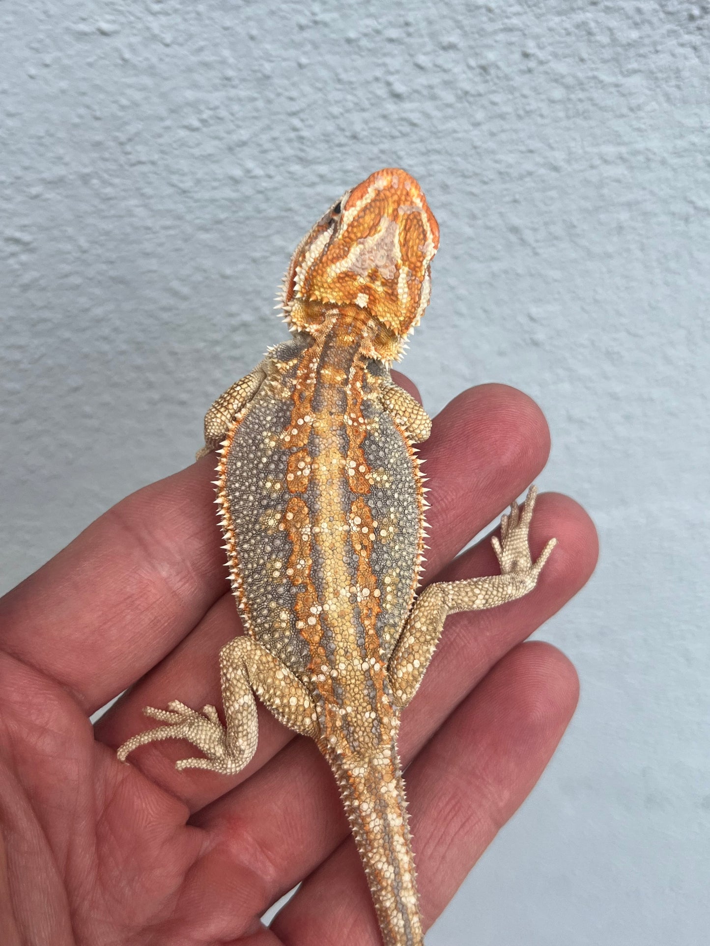 Hypo Dunner Citrus Flame Blue Bar Female