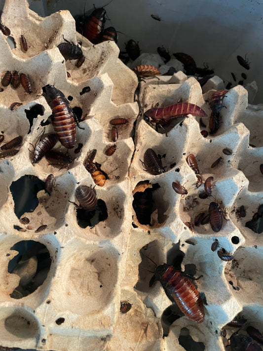 (50) Madagascar hissing roaches (1/2”-1 1/2” in size)
