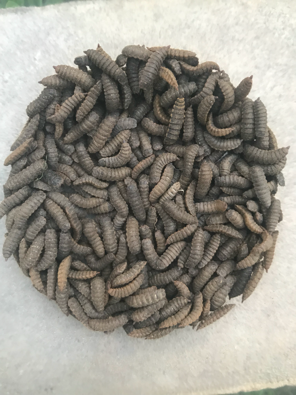 Black Soldier Fly Larvae