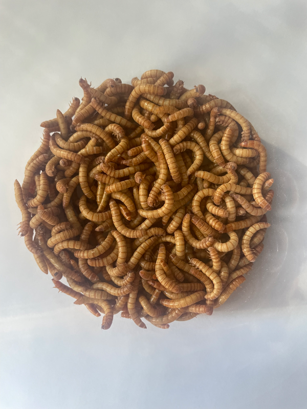 Mealworms