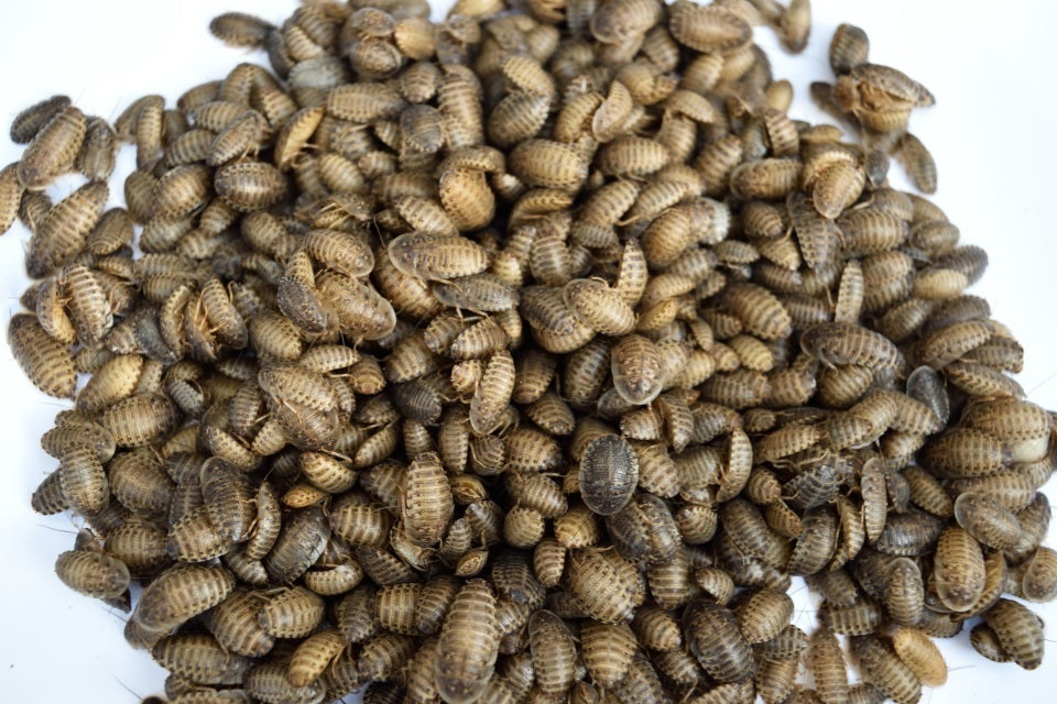 Small Starter Colony