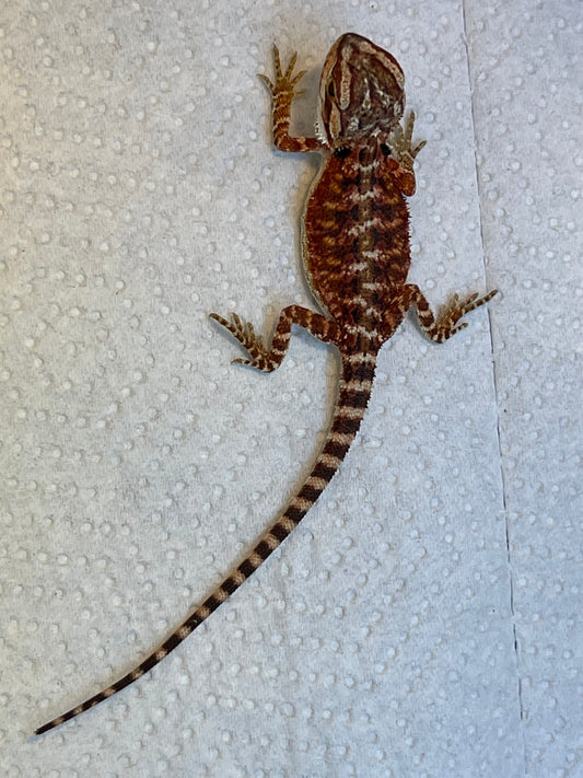 Redline Female