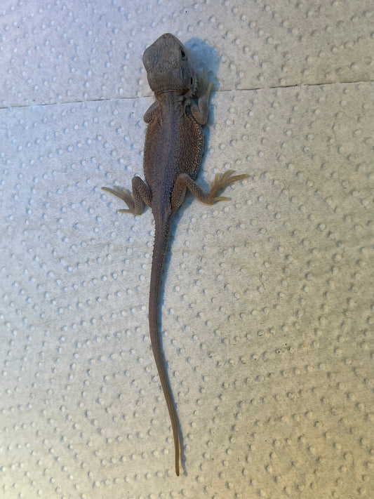 Hypo pastel Wits male