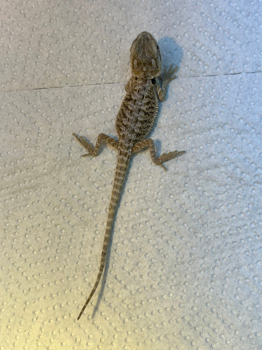 Hypo Polar Pastel Female