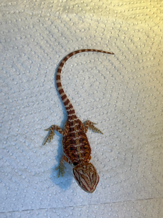 Redline Hypo Female