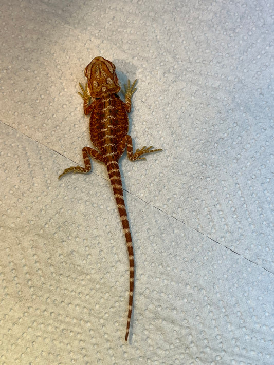 Redline Hypo Female