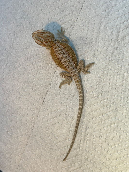Hypo Flame Pastel Male