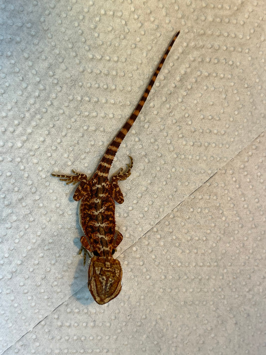 Redline Male