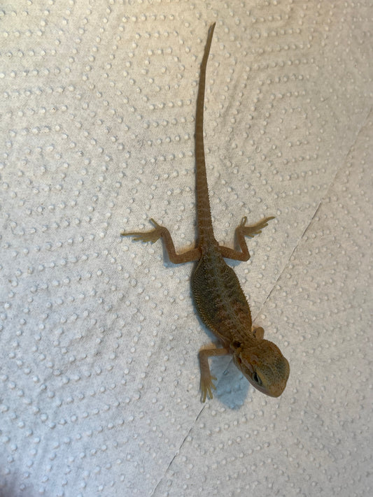 Polar Hypo Trans Female