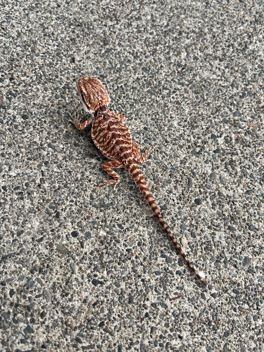 Redline Tiger Female