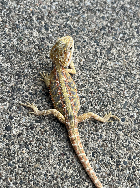 Hypo Citrus Flame Blue Bar Male