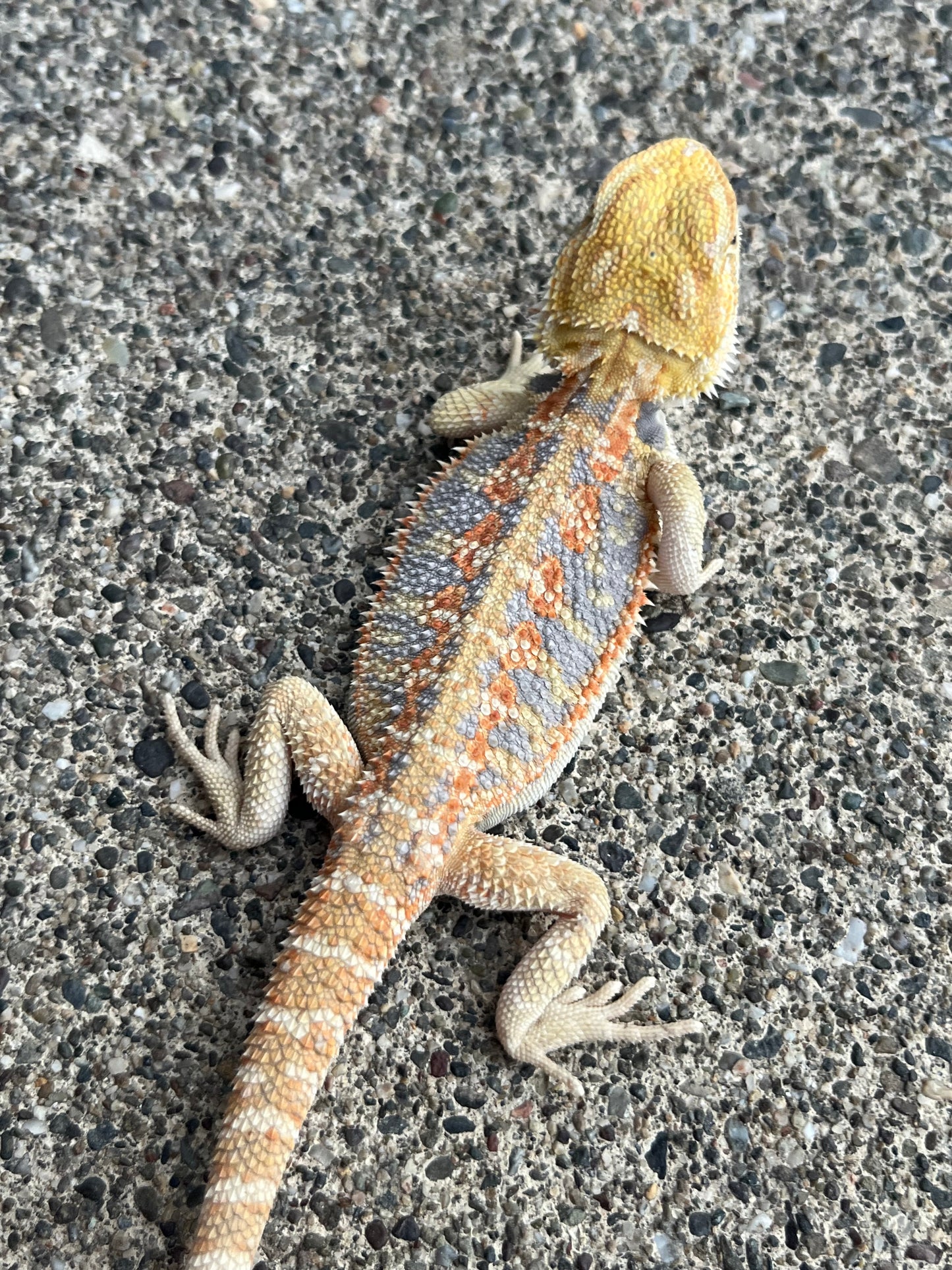 Hypo Citrus Flame Blue Bar Male