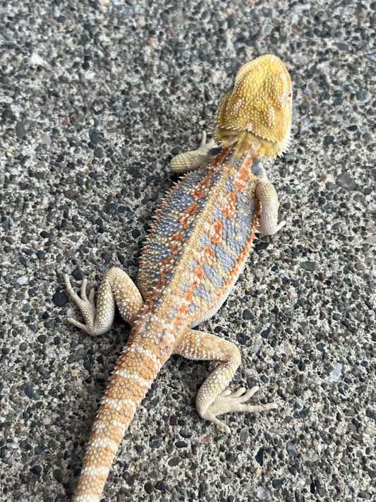 Hypo Citrus Flame Blue Bar Male