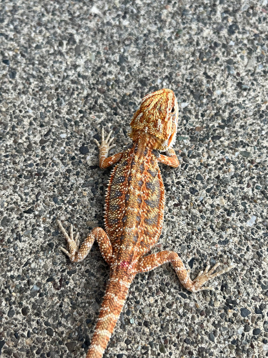 Hypo Blue Bar Citrus  Flame Female