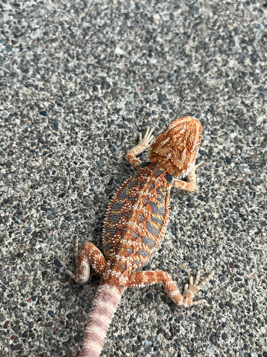 Hypo Citrus Flame Blue Bar Female