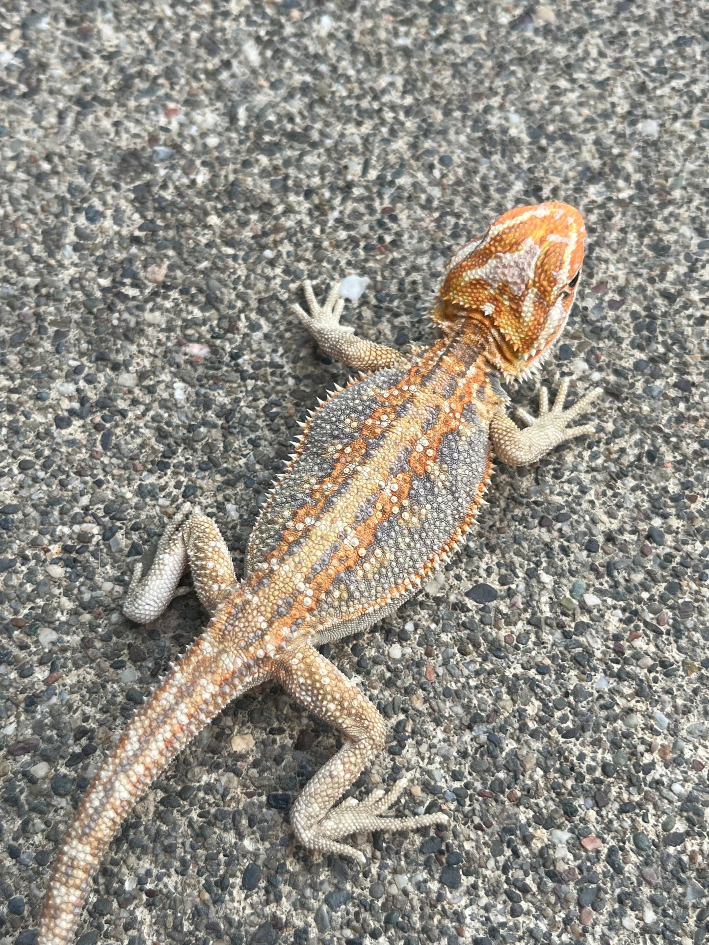 Hypo Dunner Citrus Flame Blue Bar Female